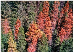 deadtrees.jpg